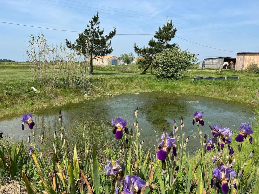 Bouin  Maison De Charme Au Coeur Des Marais Pour 6 Pers. מראה חיצוני תמונה